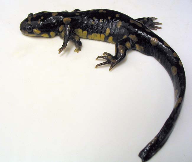 A Purdue study found deformities in 8 percent of the 2,000 tiger salamanders examined, like this five-legged individual photographed in April 2004. Purdue researcher Rod Williams has ruled out inbreeding, which has been linked with elevated rates of deformity in a wide variety of animals, as a cause.