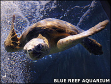 Loggerhead