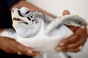 Green Sea Turtle