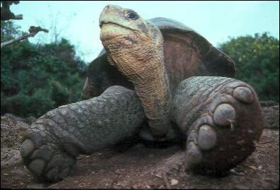 This giant tortoise can weigh in at over 660 pounds. This largest living species of tortoise calls the Galapagos Islands home.