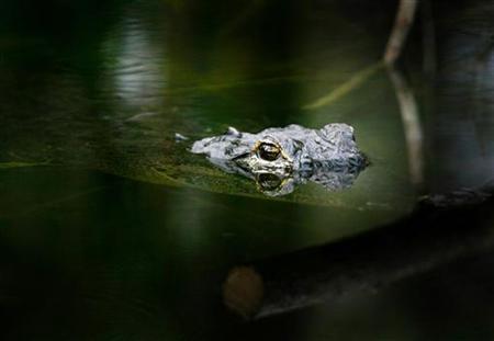 Crocodile