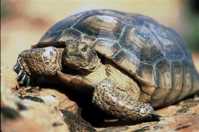 Desert Tortoise