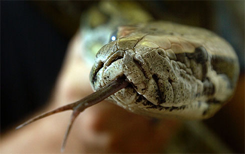 Burmese Python
