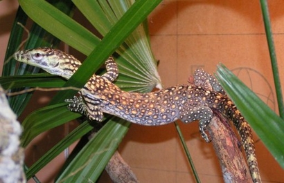 Varanus mabitang