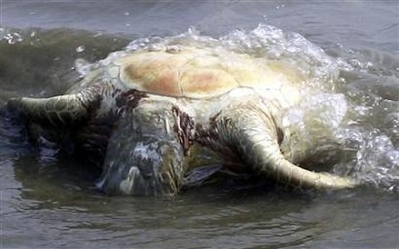 Dead Turtle