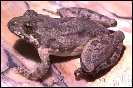 Northern Cricket Frog