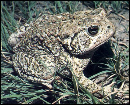 Woodhouse's Toad