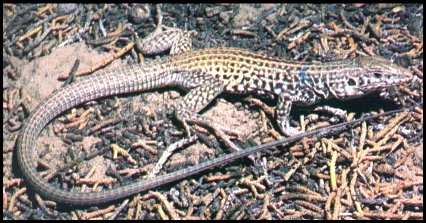 Western Whiptail