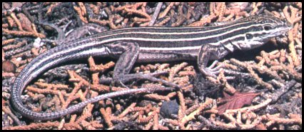 Plateau Striped Whiptail