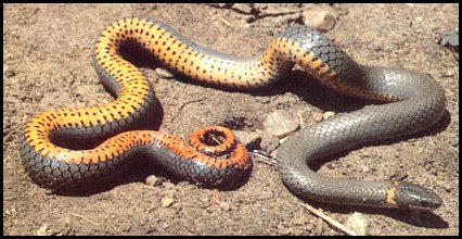 Ringneck Snake