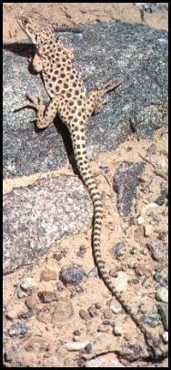 Longnose Leopard Lizard