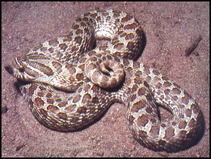 Western Hognose Snake