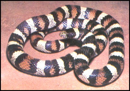 Milk Snake