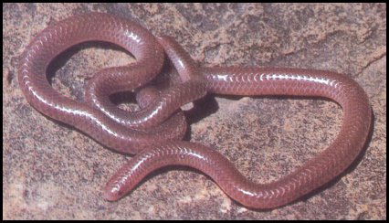 Texas Blind Snake