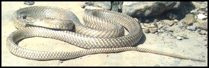 Coachwhip