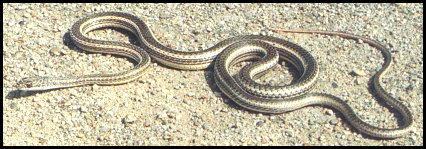 Striped Whipsnake