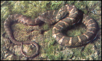 Northern Water Snake