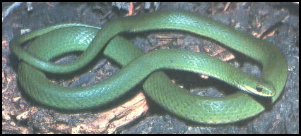 Smooth Green Snake