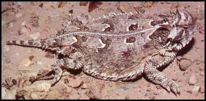 Texas Horned Lizard