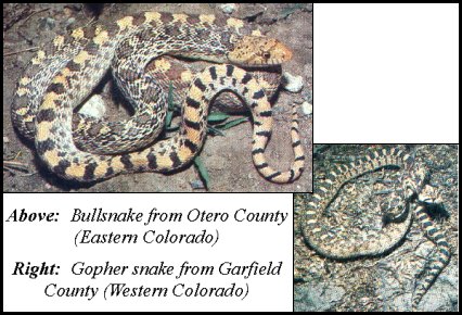 Gopher Snake/Bullsnake