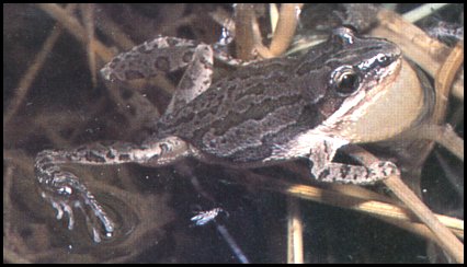 Western Chorus Frog