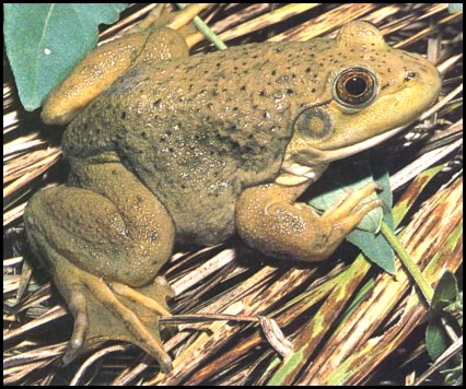 Bullfrog