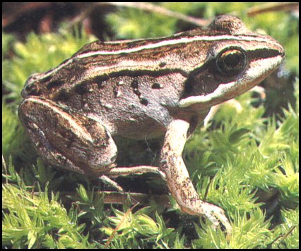 Wood Frog