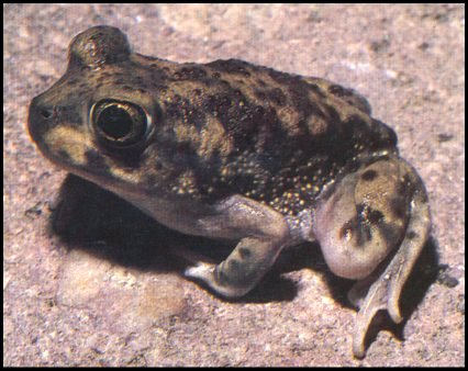 Couch's Spadefoot Toad