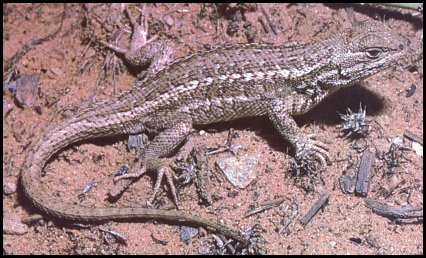 Sagebrush Lizard