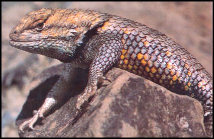 Desert Spiny Lizard