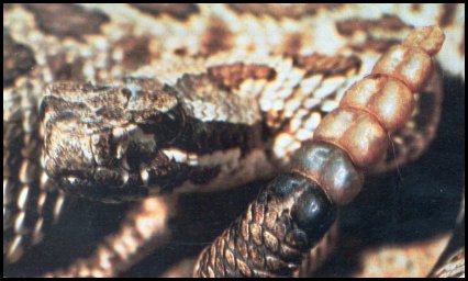 Massasauga