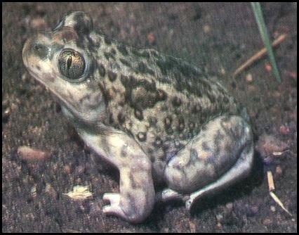 Plains Spadefoot Toad