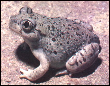 New Mexico Spadefoot Toad