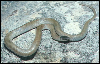Plains Blackhead Snake