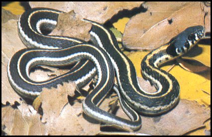 Blackneck Garter Snake