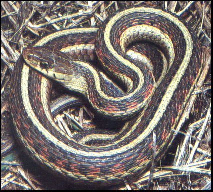 Common Garter Snake