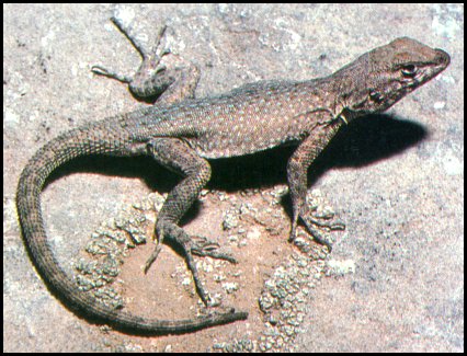 Side-blotched Lizard