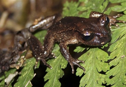 Maud Island frog